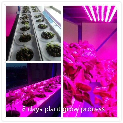 9: 1-3: 1 R B Rasio led strip plant tumbuh lampu untuk tumbuh mekar